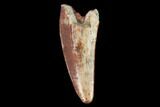 Fossil Phytosaur (Machaeroprosopus) Tooth - New Mexico #133278-1